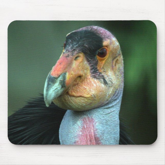 Kalifornien Condor Mousepad Musmatta (Framsidan)