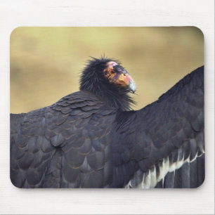 Kalifornien condor musmatta