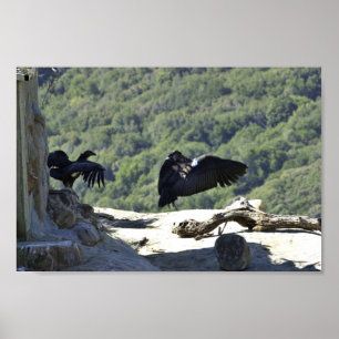 Kalifornien Condors Poster