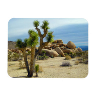 Kalifornien Desert Succulents, Sten & Clear Himlar Magnet