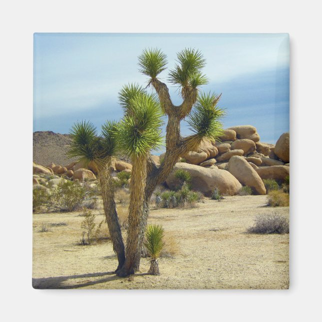 Kalifornien Desert Succulents, Sten & Clear Himlar Magnet (Framsidan)
