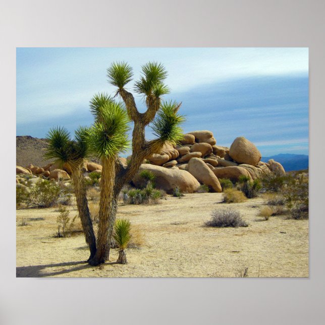 Kalifornien Desert Succulents, Sten & Clear Himlar Poster (Framsidan)