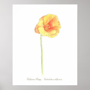 Kalifornien-diskettutskrift, Poster Pappert (proje