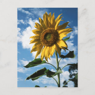 Kalifornien, En jättelik solros (Helianthus) 2 Vykort