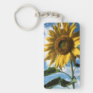 Kalifornien, En mammut solros (Helianthus) 2