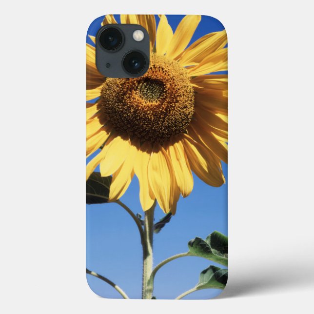 Kalifornien, En mammut solros (Helianthus) 3 (Baksida)