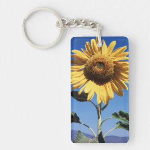 Kalifornien, En mammut solros (Helianthus) 3