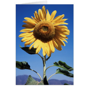 Kalifornien, En mammut solros (Helianthus) 3 Hälsningskort