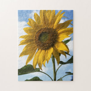 Kalifornien, En mammut solros (Helianthus) 4 Pussel