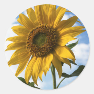Kalifornien, En mammut solros (Helianthus) 4 Runt Klistermärke