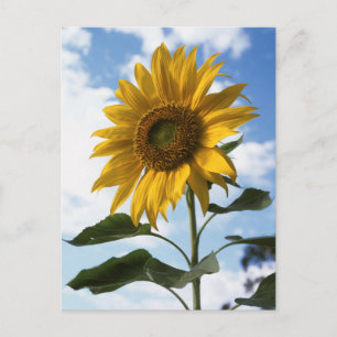 Kalifornien, En mammut solros (Helianthus) 4 Vykort