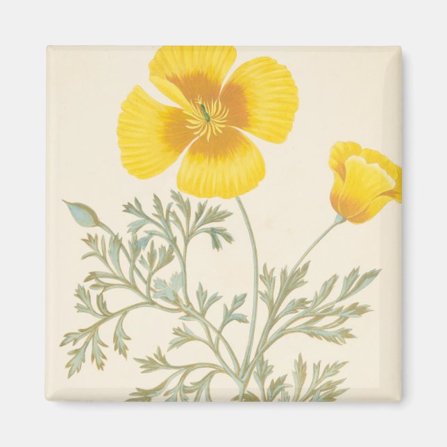 Kalifornien Eschscholtzia Magnet (Framsidan)