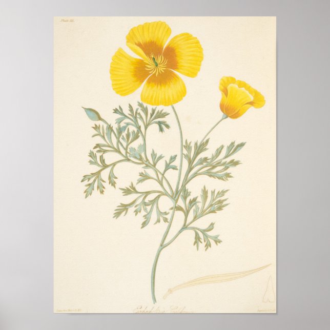 Kalifornien Eschscholtzia Poster (Framsidan)