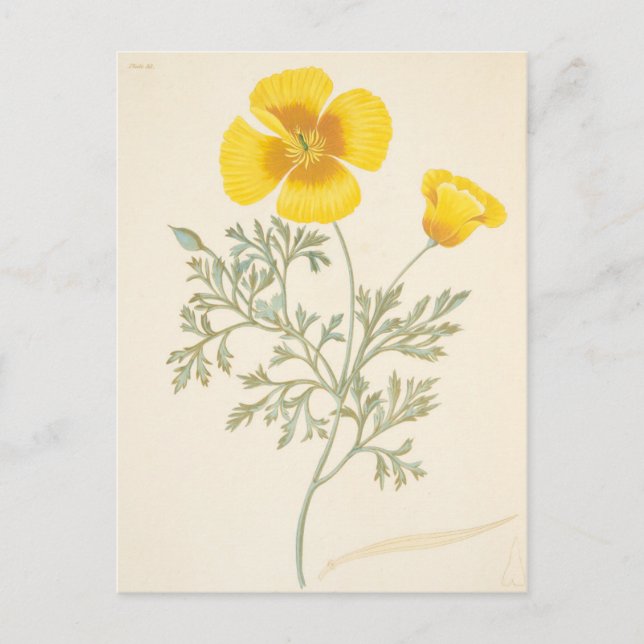 Kalifornien Eschscholtzia Vykort (Framsida)