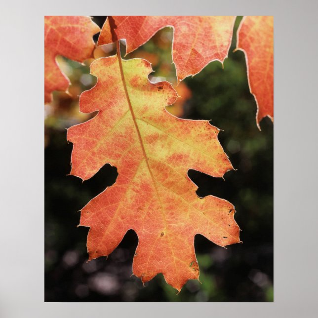 Kalifornien, ett höstfärgat ekblad poster (Framsidan)