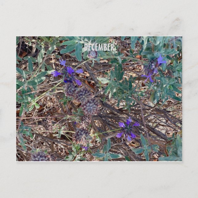 KALIFORNIEN FÄRG FIRAR: DECEMBER BREVKORT VYKORT (Framsida)