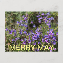 Kalifornien Färg: Merry May Vykort