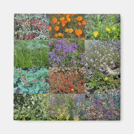 Kalifornien Färger 2020 Magnet