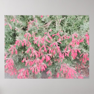 Kalifornien Fuchsia: Vibrant Fall Blooms Poster