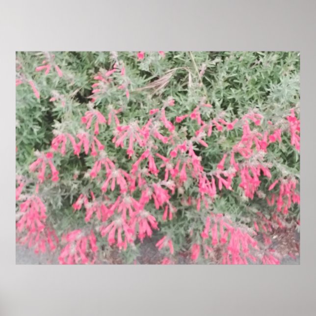 Kalifornien Fuchsia: Vibrant Fall Blooms Poster (Framsidan)