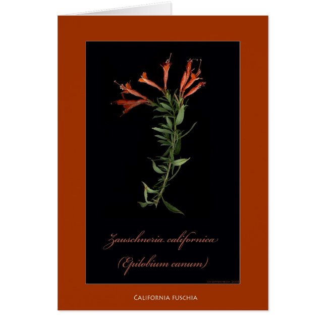 Kalifornien Fuschia botaniska tryckkort Hälsningskort (Framsidan)