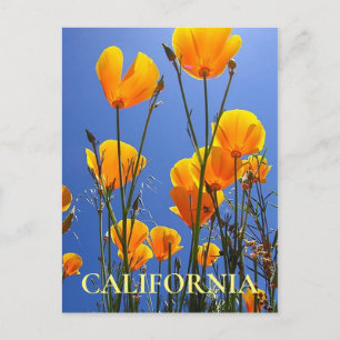 Kalifornien Golden Poppies mot Blå himmel Vykort