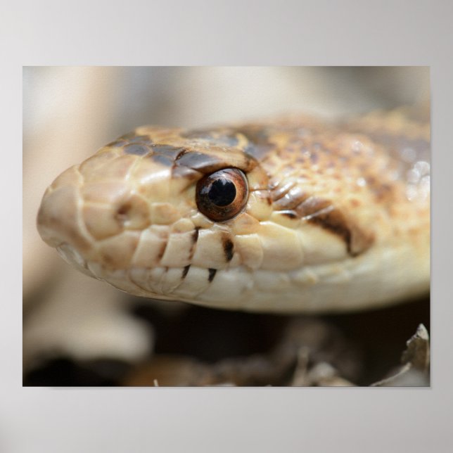 Kalifornien Gopher Snake Poster (Framsidan)