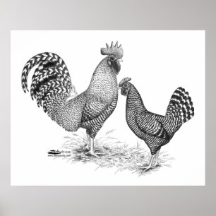 Kalifornien Grått Tupp och Hen Poster