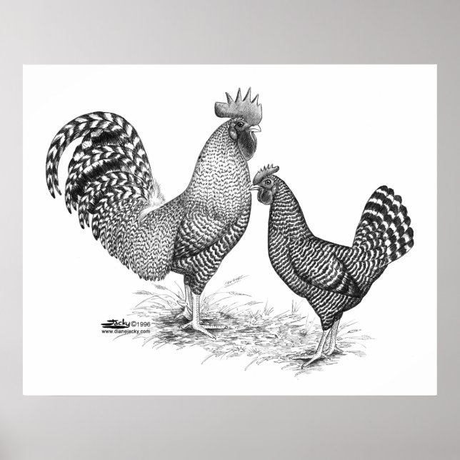Kalifornien Grått Tupp och Hen Poster (Framsidan)