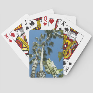 Kalifornien Handflatan Träd och Blå himmel Casinokort