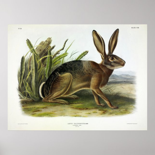 Kalifornien Hare, American Desert Hare av Audubon Poster (Framsidan)