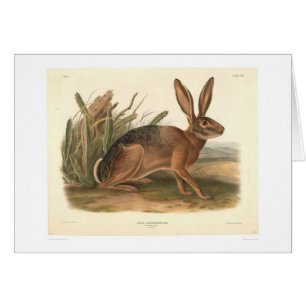 Kalifornien Hare vid Audubon (0177A) Hälsningskort