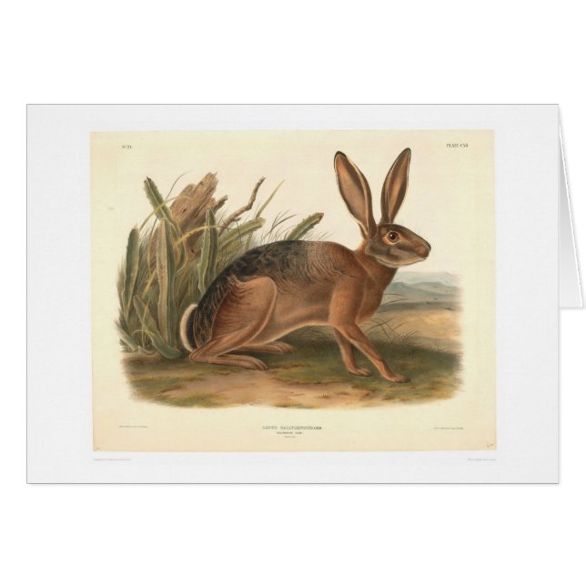 Kalifornien Hare vid Audubon (0177A) Hälsningskort (Framsidan Horizontal)