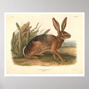 Kalifornien Hare vid Audubon (0177A) Poster