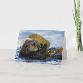 Kalifornien havsuttrar kort