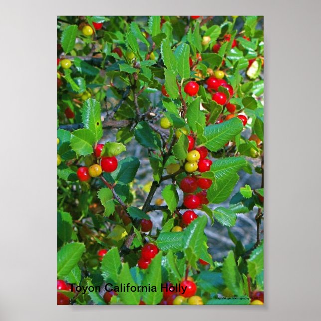 Kalifornien holly, Toyon California Holly, Ray... Poster (Framsidan)