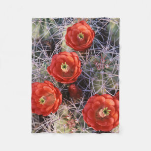 Kalifornien, Joshua Tree National Park, Claret Fleecefilt
