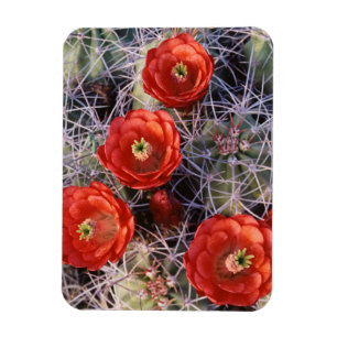 Kalifornien, Joshua Tree National Park, Claret Magnet