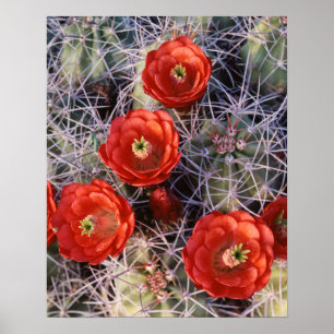 Kalifornien, Joshua Tree National Park, Claret Poster