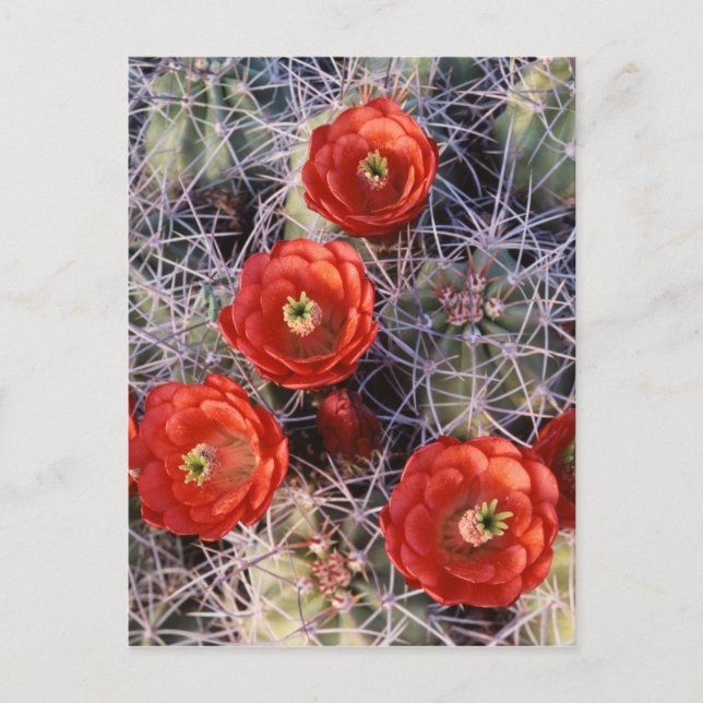 Kalifornien, Joshua Tree National Park, Claret Vykort (Framsida)