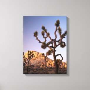 Kalifornien, Joshua Tree National Park, Joshua Canvastryck