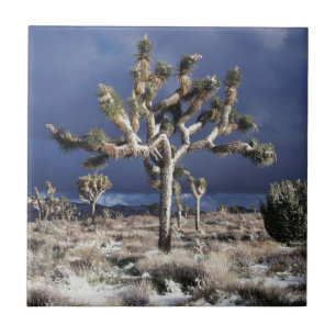 Kalifornien, Joshua Tree National Park Kakelplatta