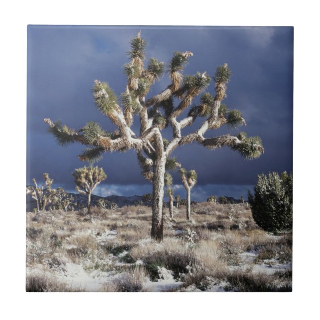 Kalifornien, Joshua Tree National Park Kakelplatta (Framsidan)