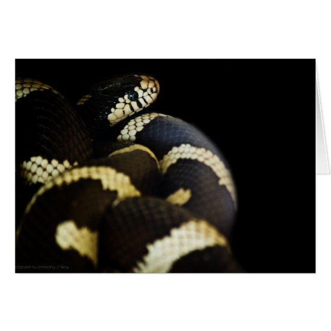 Kalifornien Kung-snake-kort OBS Kort (Framsidan Horizontal)