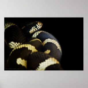 Kalifornien Kung Snake Print Poster