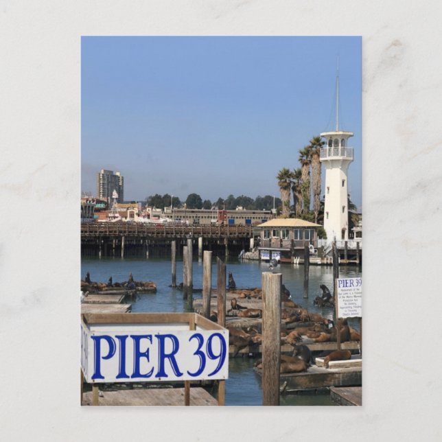 Kalifornien Lejon Vykort (Framsida)