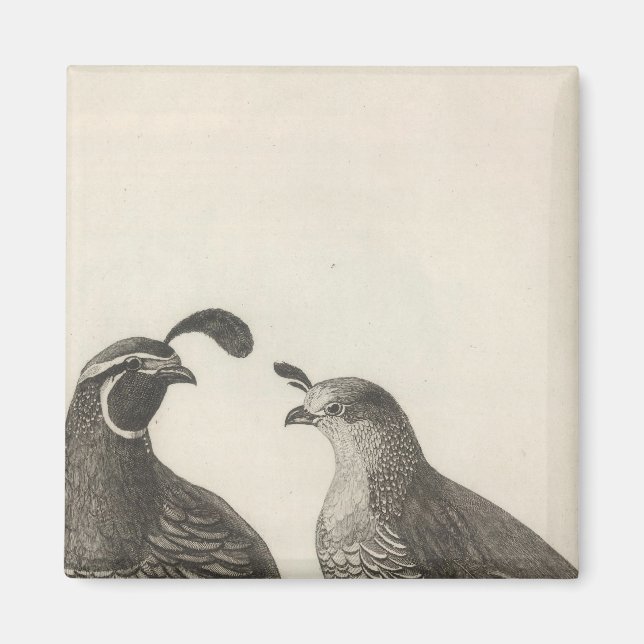 Kalifornien, Male & Female Partridge Magnet (Framsidan)