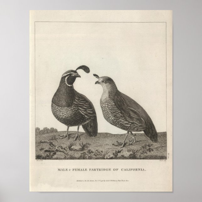 Kalifornien, Male & Female Partridge Poster (Framsidan)
