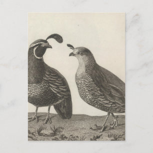 Kalifornien, Male & Female Partridge Vykort