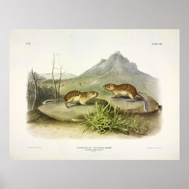 Kalifornien Marmot-Squirrel, Mexikanska marurl Poster (Framsidan)